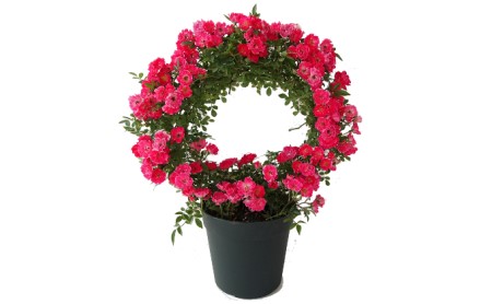 オンライン決済限定 母の日に つるバラ鉢植え 赤系リング仕立て5号 静岡県藤枝市 ふるさと納税サイト ふるなび