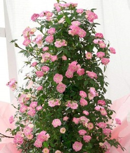 【先行予約】 母の日に！ つるバラ 舞姫 タワー仕立て ピンク 2026年5月から順次発送 オンライン決済限定 花 花