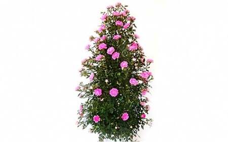 【先行予約】 母の日に！ つるバラ 舞姫 タワー仕立て ピンク 2026年5月から順次発送 オンライン決済限定 花 花