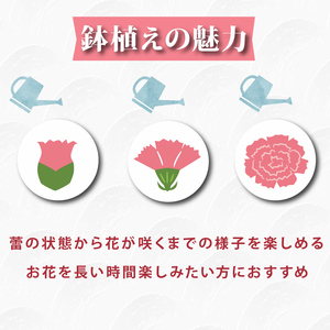 母の日カーネーション ピンク 先行予約2026年5月から順次発送 母の日