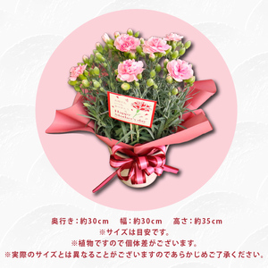 母の日カーネーション ピンク 先行予約2026年5月から順次発送 母の日