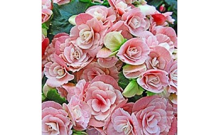 オンライン決済限定 母の日に ベゴニア鉢植え 5号ピンク系 静岡県藤枝市 ふるさと納税サイト ふるなび