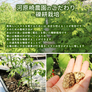 ミニトマト プチルージュ 約2.4kg トマト