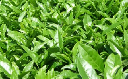 茶葉 詰合せ 5種 各 1袋 お茶 煎茶 玄米茶 ほうじ茶 飲み比べ   | 茶葉茶葉茶葉茶葉