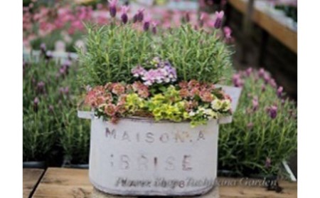 季節のおまかせ寄せ植え【3月〜12月出荷予定】 |    