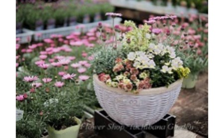 季節のおまかせ寄せ植え【3月〜12月出荷予定】 |    