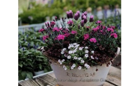 季節のおまかせ寄せ植え【3月〜12月出荷予定】 |    