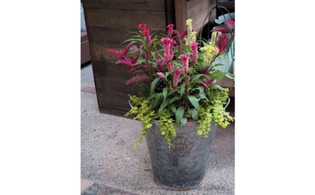 季節のおまかせ寄せ植え【3月〜12月出荷予定】 |    