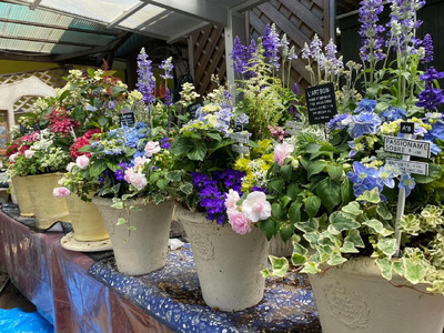 【年4回定期便】 花 テラコッタ 寄せ植え 季節 花苗 おまかせ ガーデニング フラワー インテリア 庭 定期便 頒布会 |    