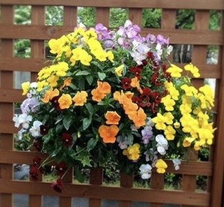 花 パンジー ビオラ 寄せ植え 静岡県 藤枝市 オンライン決済限定 花