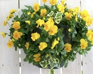 花 パンジー ビオラ 寄せ植え 静岡県 藤枝市 オンライン決済限定 花