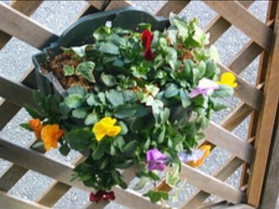 花 パンジー ビオラ 寄せ植え 静岡県 藤枝市 オンライン決済限定 花