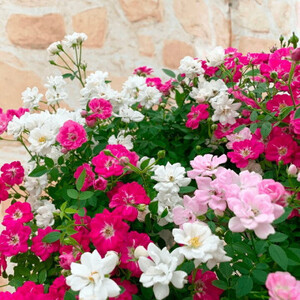 【全4回定期便】 花 ウェルカム レンゲローズ リング  オンライン決済限定 花 花