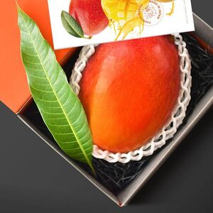 マンゴー 【2026 夏発送】 ふじえだ完熟マンゴー 1玉