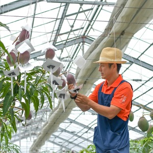 マンゴー 【2026 夏発送】 ふじえだ完熟マンゴー 1玉