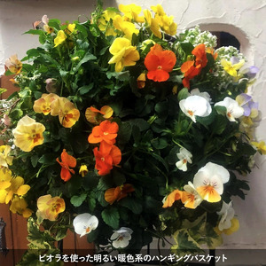 【年4回定期便】 花 ハンギング バスケット 花苗 植物 ガーデニング おまかせ 寄植え 季節 花 プレゼント インテリア フラワー 定期便 頒布会 |    
