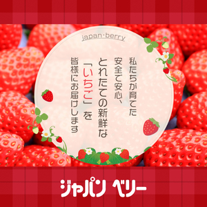 いちご 冷凍 3ヶ月 定期便 計2kg