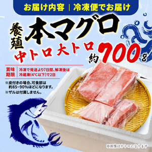 本マグロ 中トロ大トロセット 約700g 【まぐろ】