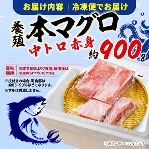 本マグロ 2種 約900g  【まぐろ】