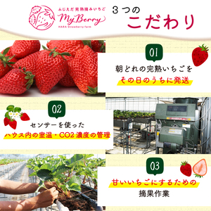 冷凍いちご きらぴ香 いちご 約2kg 苺