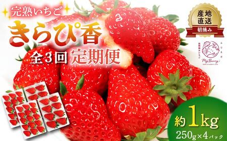 【先行予約 : 2026年1月～発送予定】 【全3回定期便】 いちご きらぴ香 約1kg 約250g×4パック （1月、2月、3月発送） 朝どれ 完熟 苺 産地 直送 フレッシュ イチゴ 贈答 フルーツ 果物 国産 静岡県 藤枝市 ふるさと人気 ふるさとおすすめ