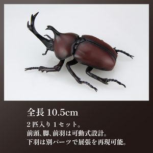 模型 昆虫 自由研究シリーズセット ヘラクレスオオカブト カブトムシ 2セット