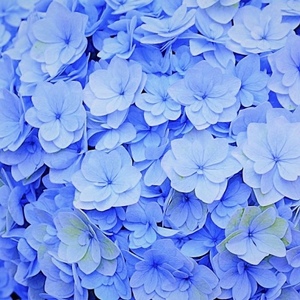 【先行予約】 母の日に！ アジサイ ブルー サファイア クィーン 5号 2026年5月から順次発送 オンライン決済限定 花 花