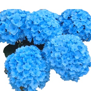 【先行予約】 母の日に！ アジサイ ブルー サファイア クィーン 5号 2026年5月から順次発送 オンライン決済限定 花 花