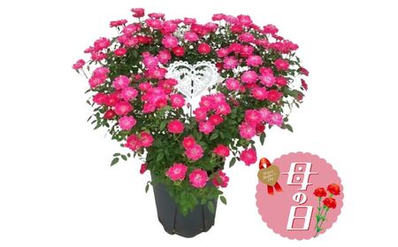 【先行予約】 母の日に! つるバラ ハート リング仕立て 5号 2026年5月から順次発送 オンライン決済限定 花 花