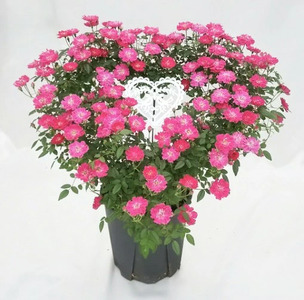 【先行予約】 母の日に! つるバラ ハート リング仕立て 5号 2026年5月から順次発送 オンライン決済限定 花 花