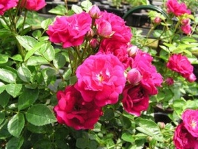 【先行予約】 母の日に! つるバラ ハート リング仕立て 5号 2026年5月から順次発送 オンライン決済限定 花 花