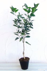 果樹 せとか 苗木 果樹苗 柑橘類 蜜柑 ミカン みかんの木 家庭菜園 植物 果物 くだもの オンライン決済限定 静岡県 藤枝市