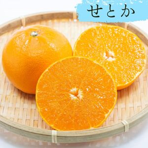 果樹 せとか 苗木 果樹苗 柑橘類 蜜柑 ミカン みかんの木 家庭菜園 植物 果物 くだもの オンライン決済限定 静岡県 藤枝市