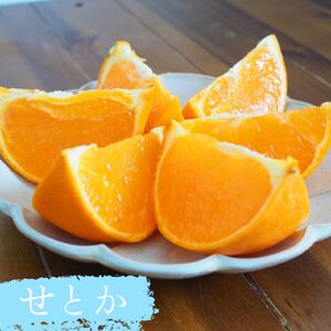 果樹 せとか 苗木 果樹苗 柑橘類 蜜柑 ミカン みかんの木 家庭菜園 植物 果物 くだもの オンライン決済限定 静岡県 藤枝市