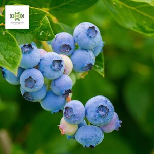 ブルーベリー 苗 苗木 大実 ラビットアイ系 果樹苗 家庭菜園 植物 果物 くだもの オンライン決済限定 静岡県 藤枝市