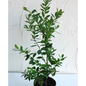 ブルーベリー 苗 苗木 大実 ラビットアイ系 果樹苗 家庭菜園 植物 果物 くだもの オンライン決済限定 静岡県 藤枝市