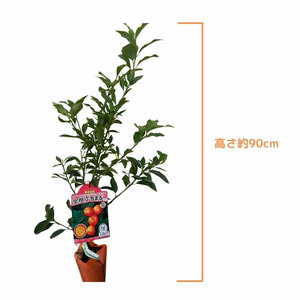 種なしキンカン 苗木 ぷちまる 金柑 1年生 4.5号 ロングポット 果樹苗 家庭菜園 植物 果物 くだもの オンライン決済限定 静岡県 藤枝市