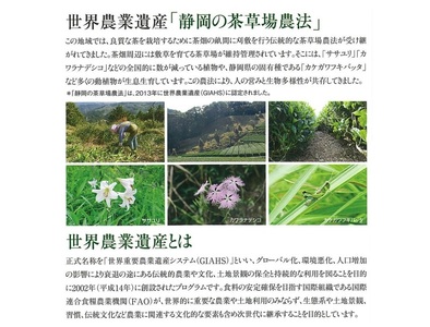 訳あり 静岡県産 深蒸し煎茶 200g 5袋 1kg