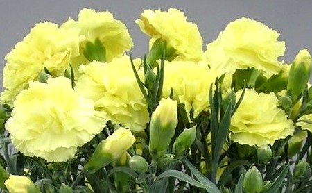 オンライン決済限定 母の日に ボリュームのカーネーション鉢植え 黄色ハニームーン5号 静岡県藤枝市 ふるさと納税サイト ふるなび