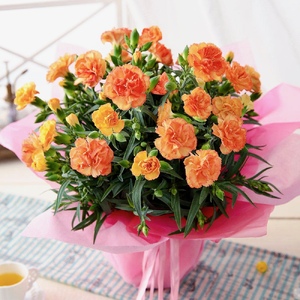 【先行予約】 母の日に！ カーネーション オレンジ 5号 2026年5月から順次発送 オンライン決済限定 花 花