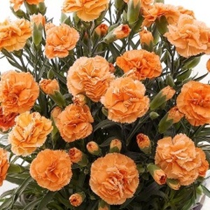 【先行予約】 母の日に！ カーネーション オレンジ 5号 2026年5月から順次発送 オンライン決済限定 花 花