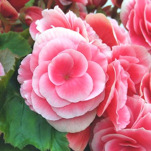 【母の日】 リーガスベゴニア ボリアス5号 2026年5月から順次発送 母の日