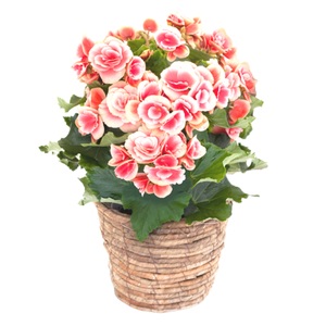 【母の日】 リーガスベゴニア ボリアス5号 2026年5月から順次発送 母の日