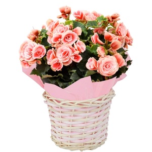 【母の日】 リーガスベゴニア ボリアス5号 2026年5月から順次発送 母の日