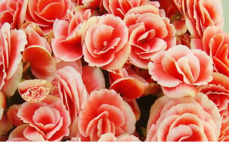 【母の日】 リーガスベゴニア ボリアス5号 2026年5月から順次発送 母の日