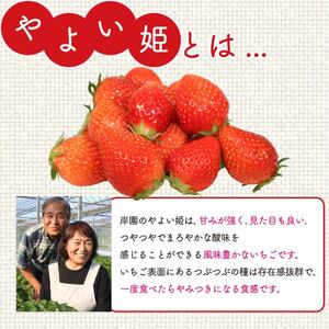 いちご 全3回定期便 やよい姫 約1.2kg いちご