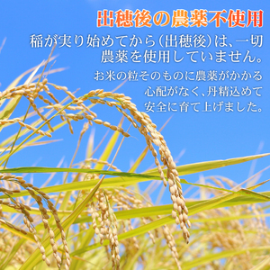 新米 5kg 新米 にこまる