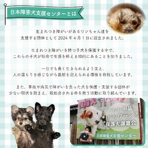 【返礼品なし】 障害犬 保護犬の支援 保護犬