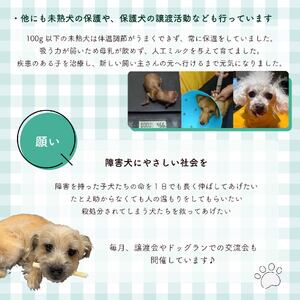 【返礼品なし】 障害犬 保護犬の支援 保護犬