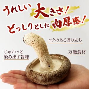 しいたけ 約1kg  椎茸 生しいたけ